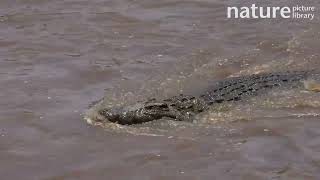 Nile crocodile entering frame swimming through muddy water Maasai Mara Kenya [upl. by Scrivens]