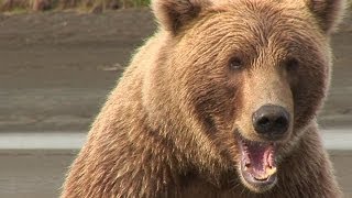 Brown Bears Of Katmai HD [upl. by Lhadnek525]