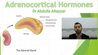 Adrenocortical hormone Physiology محاضرة الجزء الاول [upl. by Nyrem]