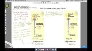 OnOff bipolar cell responses to light in the direct pathway [upl. by Doxia947]