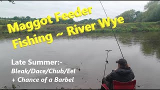 Feeder Fishing with Maggots  River Wye [upl. by Ylevol]