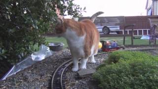 G scale trains and cat [upl. by Ladnar292]