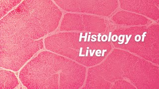 Histology of Liver [upl. by Novah806]