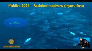 Maldive 2024 Immersione a Rashdoo madivaru [upl. by Aleahcim]