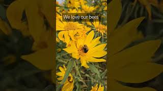 Bees are awesome bees pollinatorsareimportant flowers garden bee appalachia [upl. by Eislek]