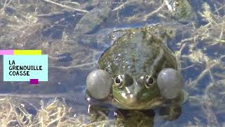 CRI DE LA GRENOUILLE🐸 LA GRENOUILLE COASSE🐸 [upl. by Selym]