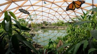 Kijkje in Amazonica het mooiste vlinderparadijs van Europa in Diergaarde Blijdorp Rotterdam [upl. by Ynattirb]