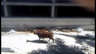 Un toro desata el pánico en las calles de Coslada [upl. by Esidnac]