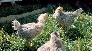 Elliots Cream Legbar Chicks Move Outside [upl. by Giah]