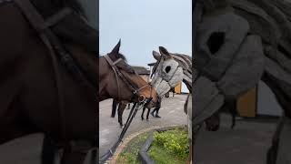 Sire Du Berlais making friends at Cheltenham 😍 [upl. by Ennairrac707]