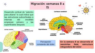 Fisiopatologia del dolor en el neonato e intervenciones [upl. by Aikemal]