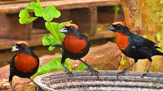 GARIBALDI Um tesouro da fauna brasileira [upl. by Claribel]