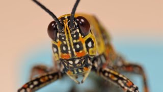 Panasonic Lumix DMCFZ2000  FZ2500  FZH1  Harlekinschrecken  Zonocerus variegatus  MACRO 4K [upl. by Winstonn]