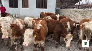 15ta SIMMENTAL XUNAJIN BUZOQLAR KELDI ☎️950909515 [upl. by Eugine]