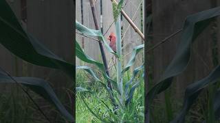 One Happy Cardinal birds cardinals birdwatching happy nature outdoors [upl. by Aloek]