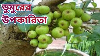 ডুমুরের উপকারিতা Health Benefits Of Fig [upl. by Annabelle54]