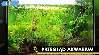 Przegląd Akwarium 15L [upl. by Hetti]