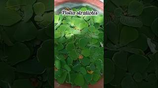 நாள் ஒரு மூலிகை அறிவோம்  29 ஆகாசதாமரை பயன்கள்  medicinal use of Pistia sp  herbalmedicine [upl. by Storfer775]