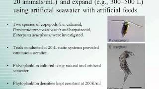 Alternative Methods for Marine Copepod Production in Hawaii Final Report [upl. by Vasti]