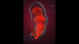 Fetus Development stage 3 3D Animation [upl. by Neenaj]