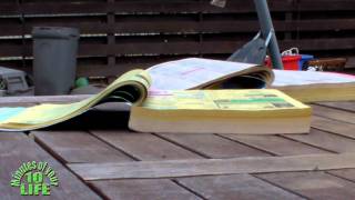 10 Minutes Of Your Life Watching Phone Books Pages Being Blown By The Wind [upl. by Marilou485]