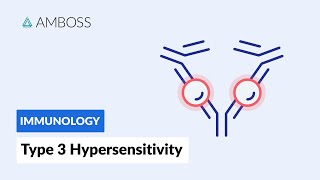 Immune ComplexMediated Hypersensitivity Type III Hypersensitivity Reaction [upl. by Ociredef]