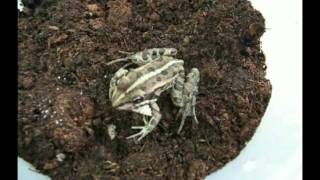 Frog versus Epomis beetle larva [upl. by Iroak]