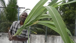 2024 BEST SUGARCANE LEAVES ASMR SOUNDS [upl. by Beker732]