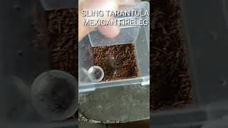 My sling tarantulamexican fireleg 1st stage of moltingslingtarantulaslingtarantula [upl. by Frances]