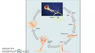 Cnidarians and Their LIfe Cycle [upl. by Mela]