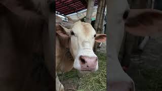 cow videos cow গরু amba guru hamba goru cow video cow cow gorur video cow dance hamba hamba gorocow [upl. by Azelea]