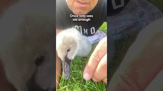 Man Befriends Swan And Takes Him Everywhere He Goes  The Dodo [upl. by Oisangi]