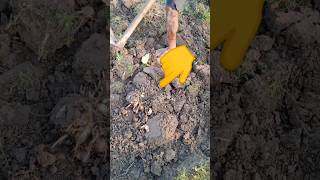 Huge Rhizome Harvesting amazing harvesting rurallife shorts [upl. by Letsyrc967]