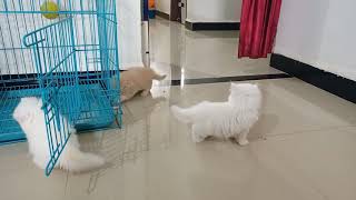 persian cat playing [upl. by Owain609]