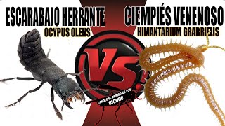 CIEMPIÉS VENENOSO VS ESCARABAJO ERRANTE  COMENTADO [upl. by Tnelc801]