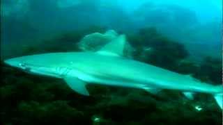 Documentário Fernando de Noronha  Cap 08  Mergulho com Barracudas e Tubarões [upl. by Gaskins]