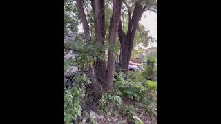 Trees rupturing sewer pipes causing major plumbing issues 91324 [upl. by Slack]