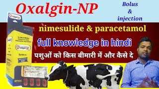 Oxalgin Np bolous amp injection  Nimesulide  Paracetamol  Veterinary injection  Manjhi Veterinary [upl. by Skilken]