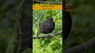 Common Blackbird calling  Bird sounds shorts [upl. by Sedda]