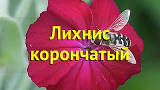 Лихнис корончатый Краткий обзор описание характеристик где купить рассада lychnis coronaria [upl. by Anim]