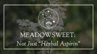 Meadowsweet Not Just “Herbal Aspirin” [upl. by Zerat]