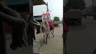 Bailgada  Gautami paril  suraj chavan Bailgada sharyat [upl. by Nagam]