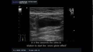 Floating debris in the urinary bladder of a cat  Drijvend debris in de urineblaas van een kat [upl. by Kiona]