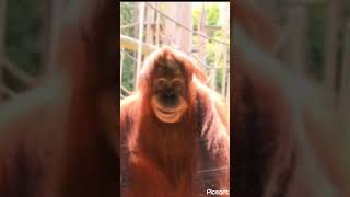 Scary monkey smiling and staringscary orangutan monkey facts subscribe  song music [upl. by Hilbert]