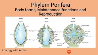 Phylum Porifera  Body forms maintenance functions and Reproduction in Poriferans [upl. by Ellinnet]