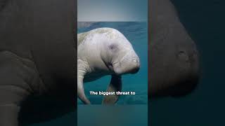 Facts You Didn’t Know About Manatees [upl. by Hooker128]