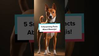 5 Surprising Facts About Basenjis Basenji DogBreeds ShortsFeed [upl. by Nolrac]