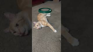 Video of adoptable pet named Toby [upl. by Absa]