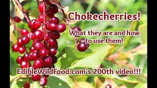 Chokecherries  Identification How to Preserve and Recipe Ideas [upl. by Solly460]