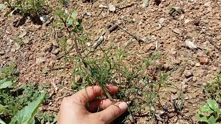 How to Identify Russian Thistle [upl. by Yenmor161]